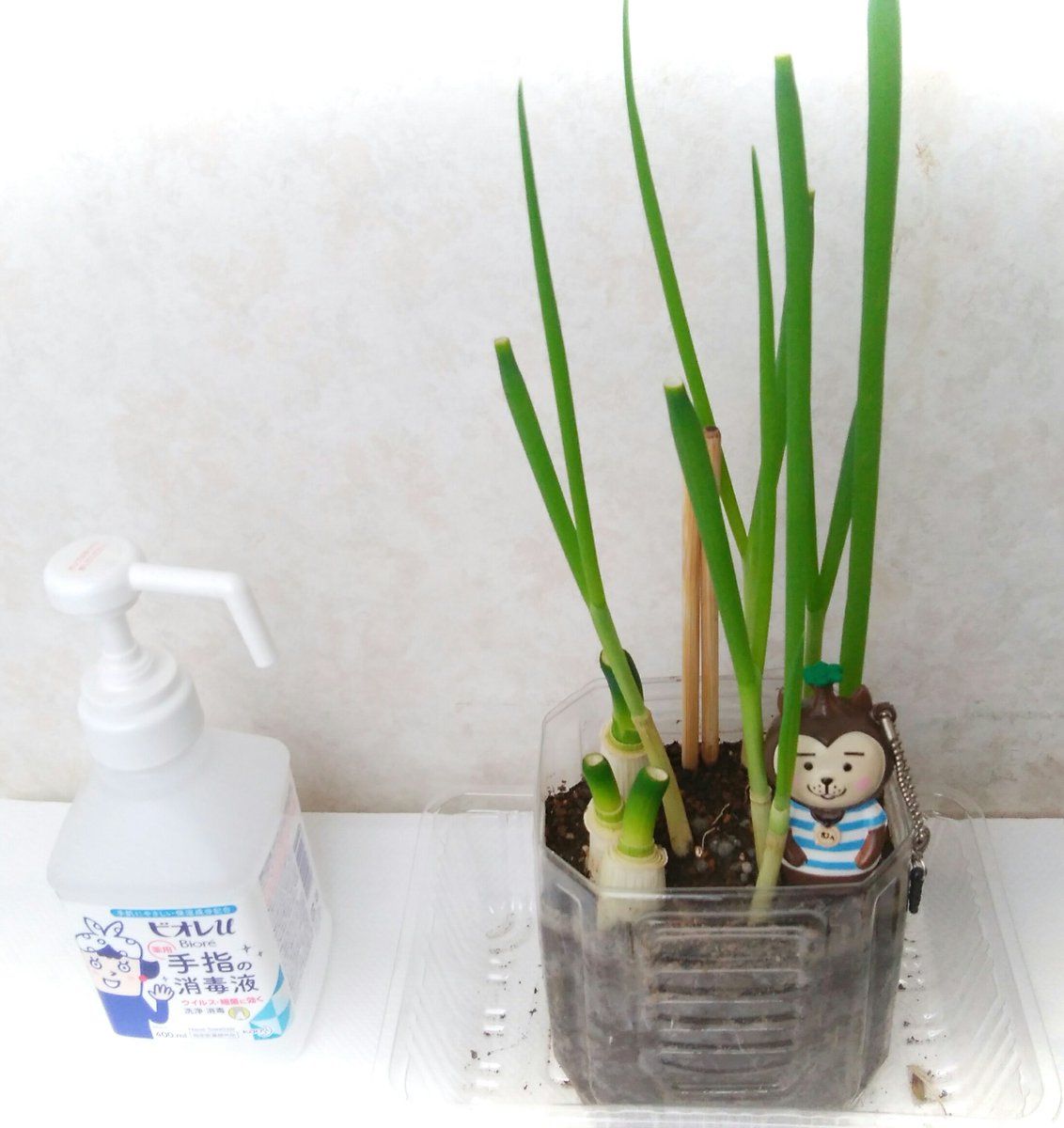 mi_tarou06's tweet photo. ペットボトルを適当な長さで切り取って中に土と肥料を混ぜてたまにお水をたっぷり栽培10日目（大きい葉っぱで約20cmほどになりました）😸🐾 https://t.co/pWViVoIuPU