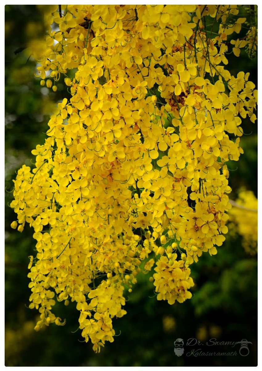 vrundavs's tweet image. A friend posts this…&amp;amp;
Says…
Cassia fistula!
So another doctor friend comments..
Good..C exists! Or else it would be
Assia fistula😁
Fistula is a surgical condition and aasia I think you can guess😆
#doctortalks #mycrazyfriends