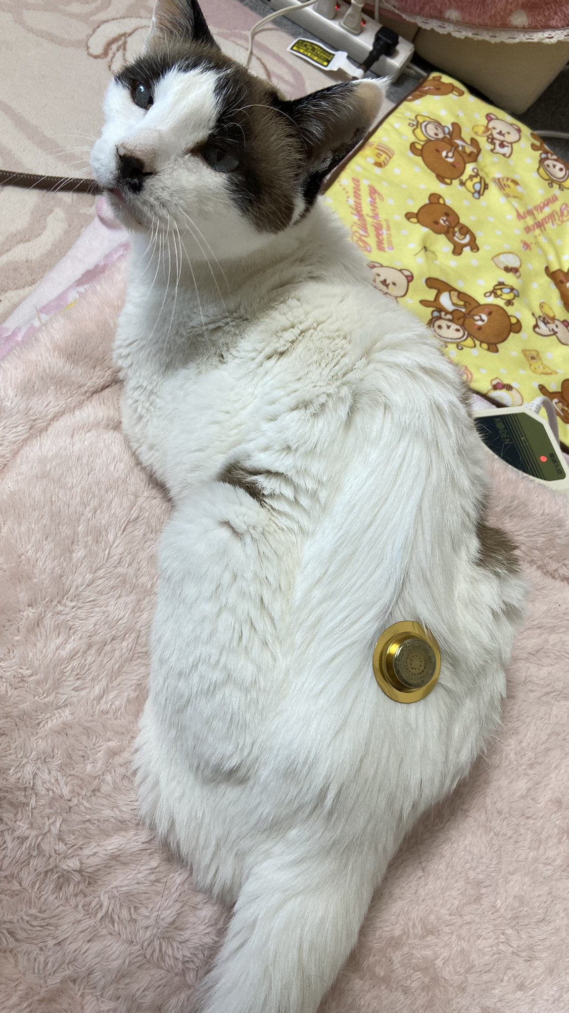 猫の便秘 Twitter Search Twitter