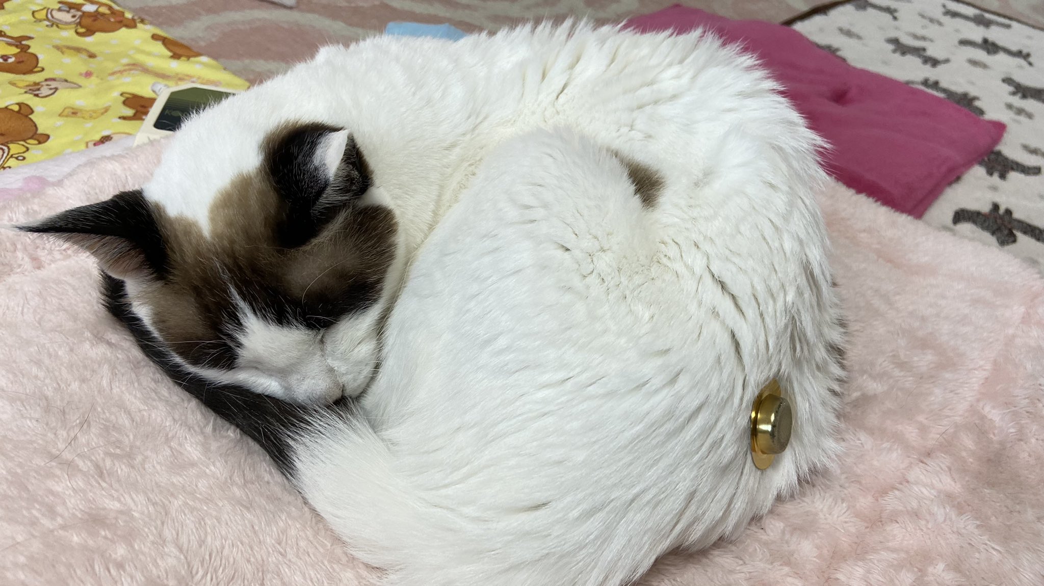 猫の便秘 Twitter Search Twitter