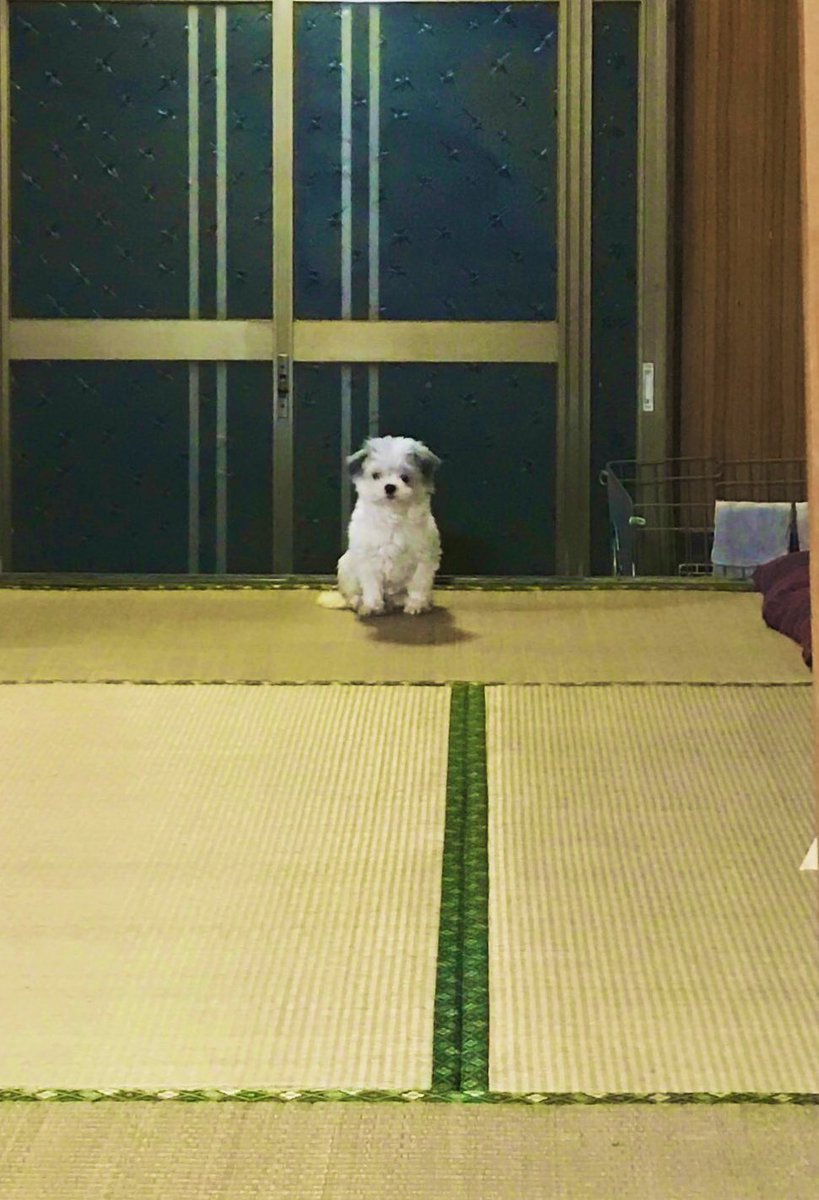 ５年前 保護したての犬はいつも部屋の隅っこでぽつんとしていた 現在は完全に腹見せリラックス犬に Togetter