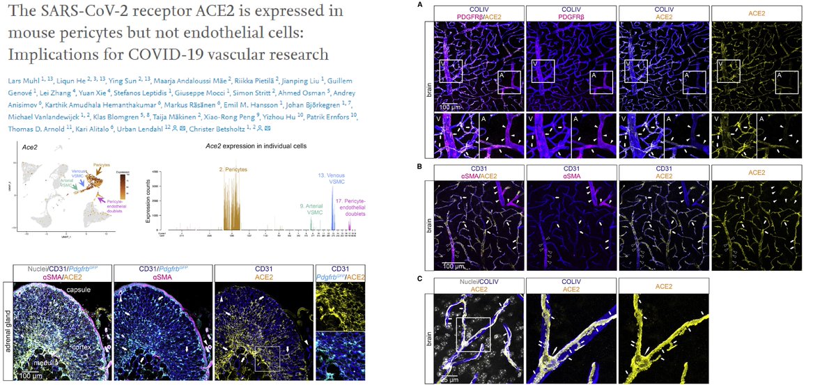 🐭ACE2 expression spectrum

Abundant ACE2 in #Pericyte (CNS/Heart/Pancreas...), 
SMC subsets but Not #EndothelialCell

In Lung, ACE2 mainly detected in AT2 &amp; multiciliated airway epithelium 

Dr Urban Lendahl &amp; Christer Betsholtz labs <a href="/stemcellreports/">StemCellReports</a> 2022
sciencedirect.com/science/articl…