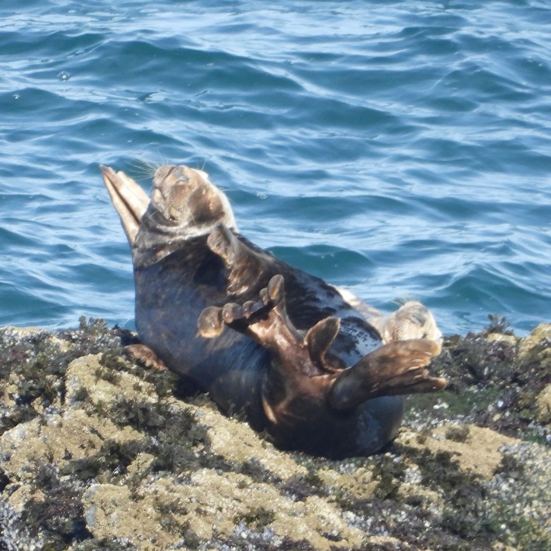 cornwallsealGRT's tweet photo. If you are planning a coastal walk this Bank Holiday Monday you may be lucky enough to spot one of our seals.
If you do always remember to #givesealsspace; #watchsealswell and #keepyourdistance
Thank you for looking after our globally rare seals! https://t.co/HWFmMEljwn