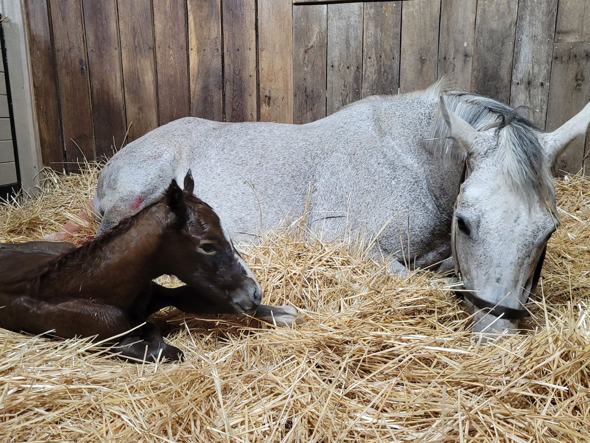 My Kentucky Rose / Frosted