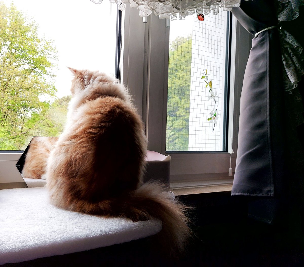 PawsleyTheCat tweet picture