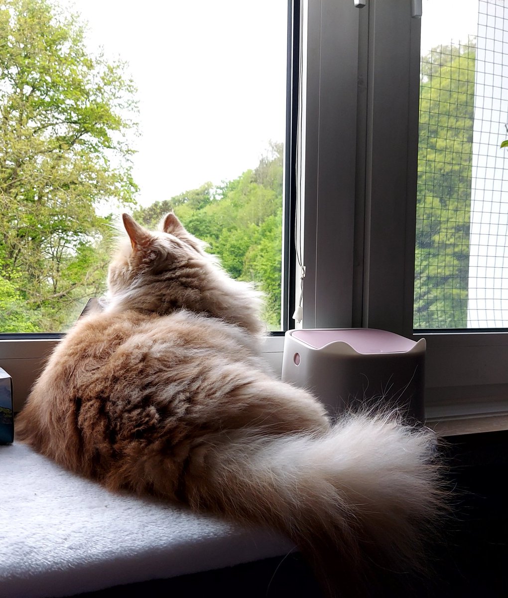 PawsleyTheCat tweet picture