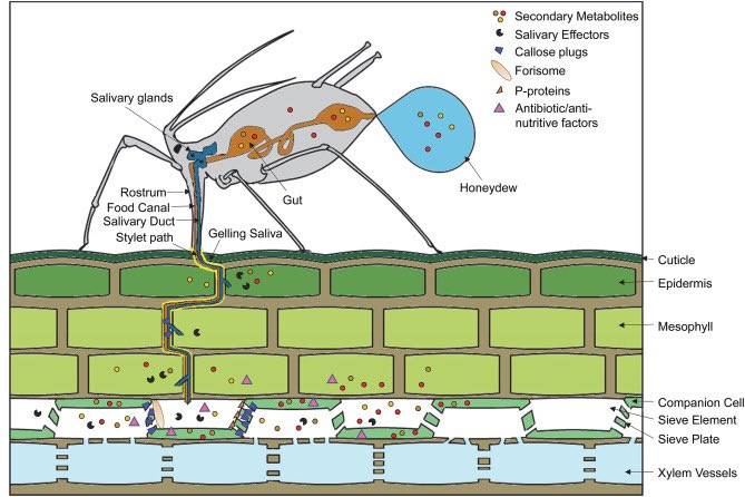 Journal of Plant Physiology tweet media