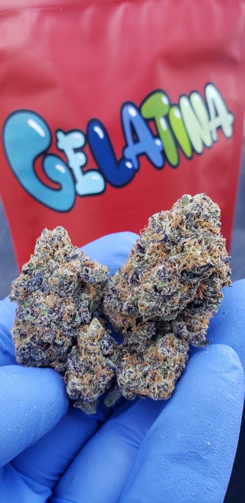 Gelatina #Gelatina #TheBackpackBoyz