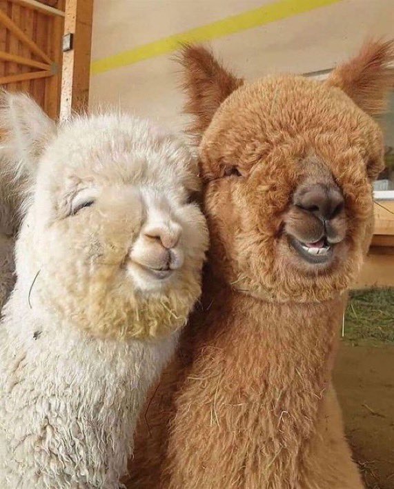 honky_tonk's tweet image. Solidarity invites smiles.

連帯が、笑顔を呼びます。
#solidarity #連帯 #smile #笑顔
RP @asullivan6alice