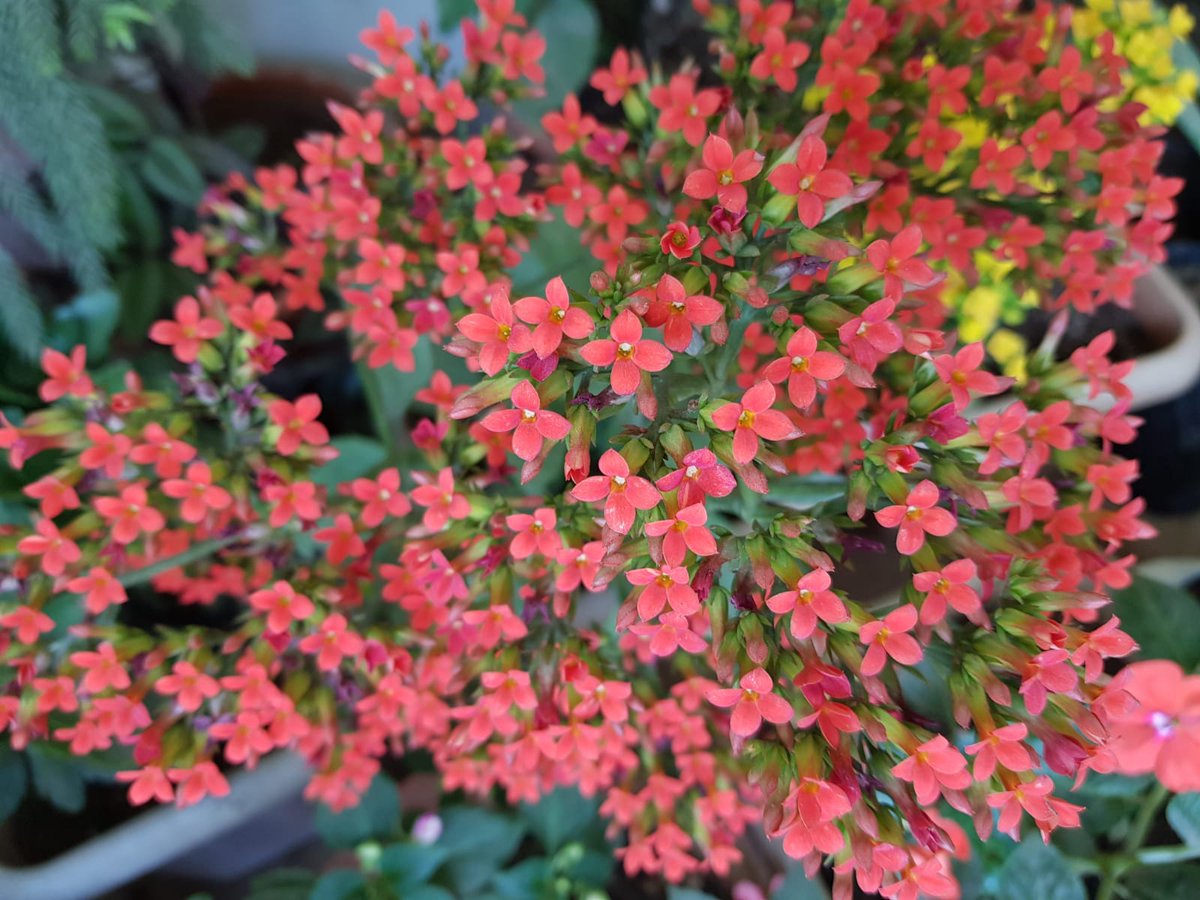 dhiraj717's tweet photo. @sanjayjavin Oh Wow it's really so beautiful Sir..
Natural beauty....
#goodmorning Sir.
#nature
#mondaycolours
ππβΊοΈβΊοΈ https://t.co/Yu75WP9Fxo
