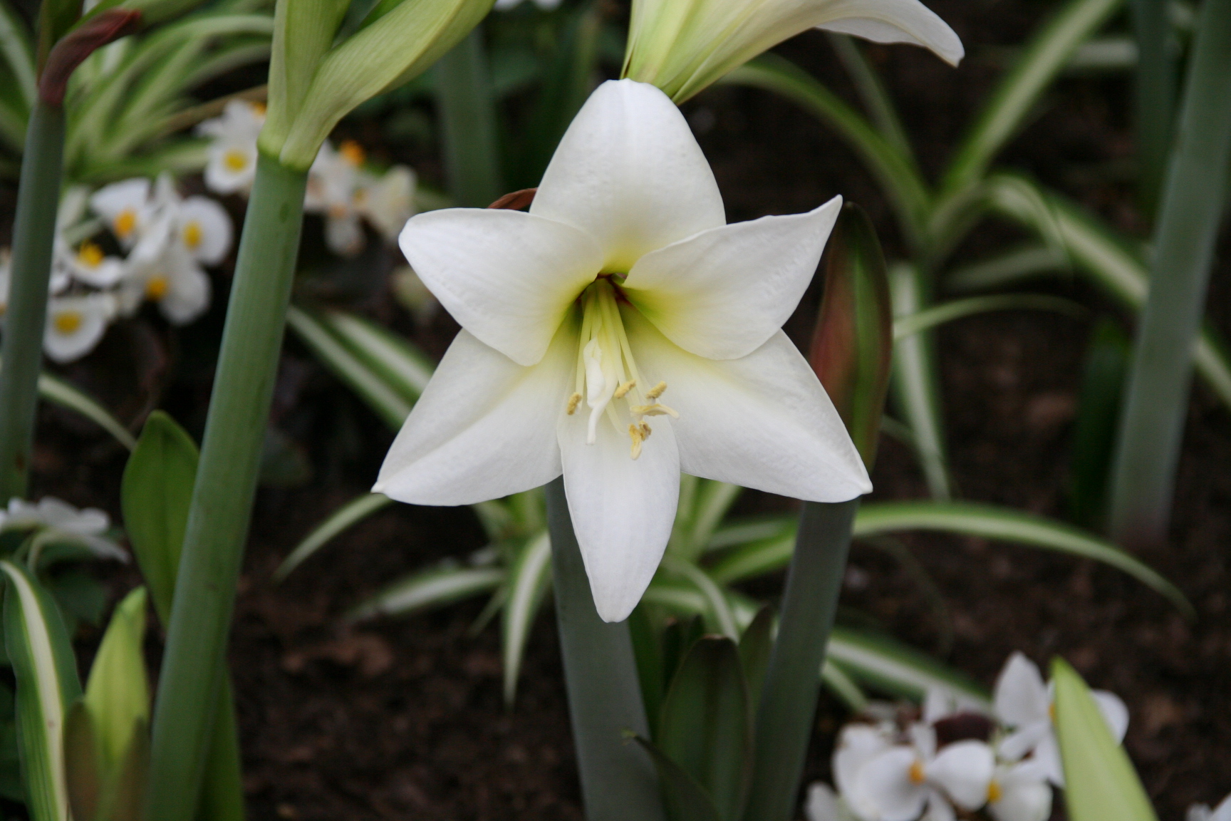 みやざきの景観づくり 宮崎市景観課 宮崎市版365日誕生花 ５月14日の宮崎市版誕生花は アマリリス です 昔は アマリリス属であったため その名残 現在の同属とは異なる 花言葉は 誇り 誕生花 花言葉 アマリリス T Co