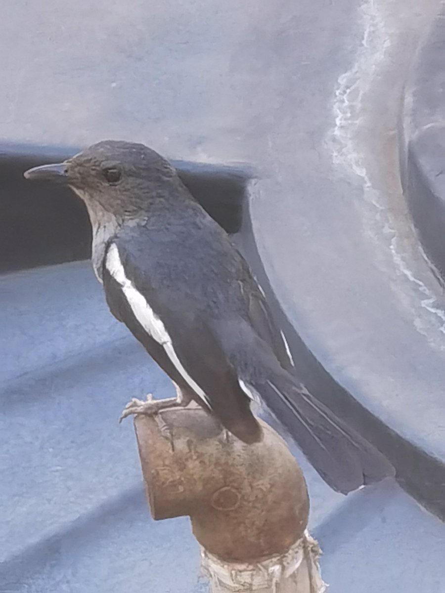 Birds Photography tweet media