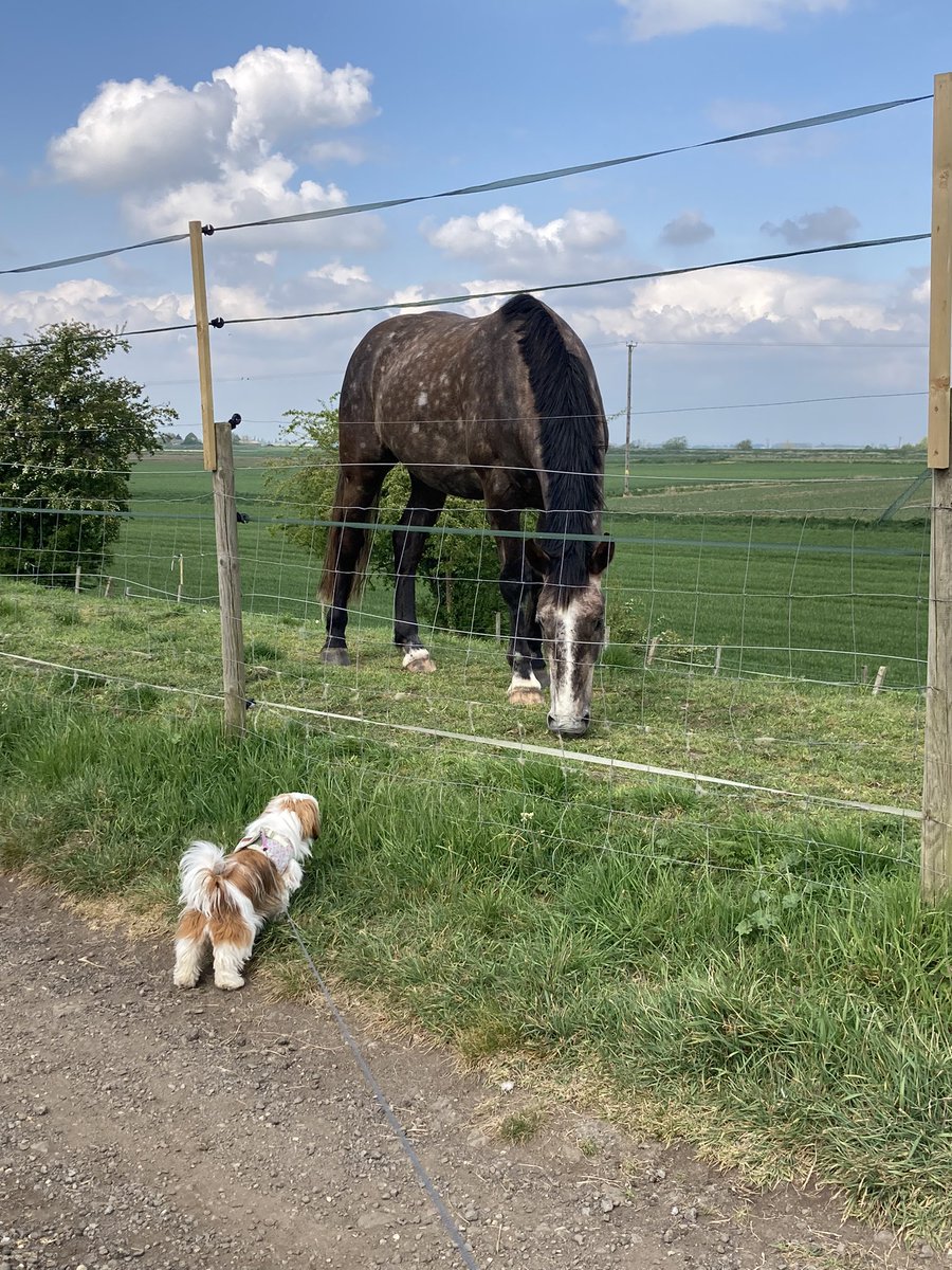 My humum has been struggling recently as her dad has passed away. I am cheering her up and we have been going for lovely long walks and today I met a new friend! #shihtzu #dogsoftwitter