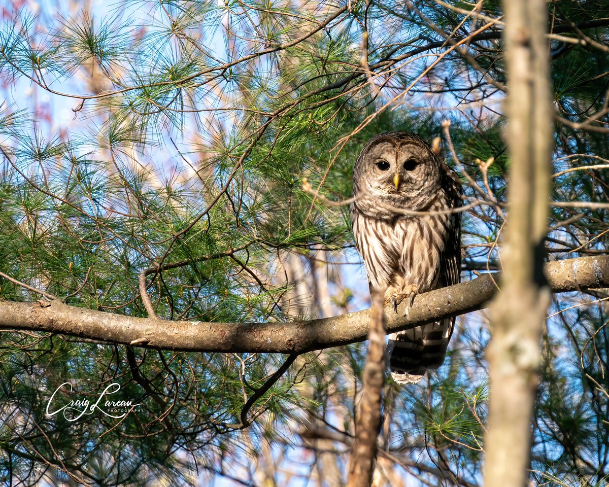 “Who cooks for you?” Barred owl we spotted yesterday