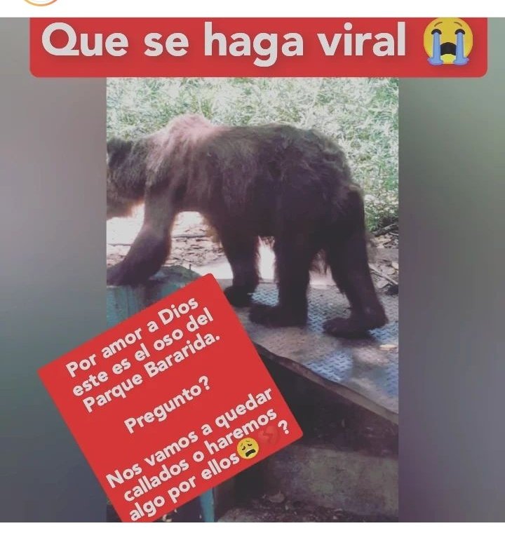 Este es el Oso del zoológico de Barquisimeto, no es justo que se mueran de hambre? Por favor que se haga viral