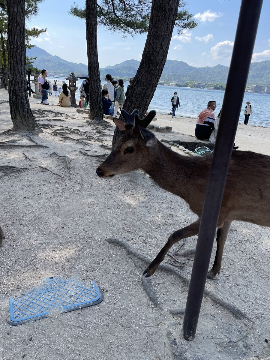 qt_cdb2's tweet photo. 久しぶりに宮島行ってきました〜⛩🍁🦌 https://t.co/2OpxdY0utr