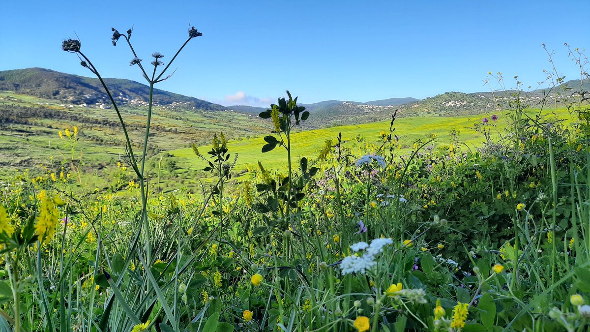 moh15devil's tweet image. Tameggazt l'aid nwen,
Saha aid kom ,
Bonne fête de l'aid.