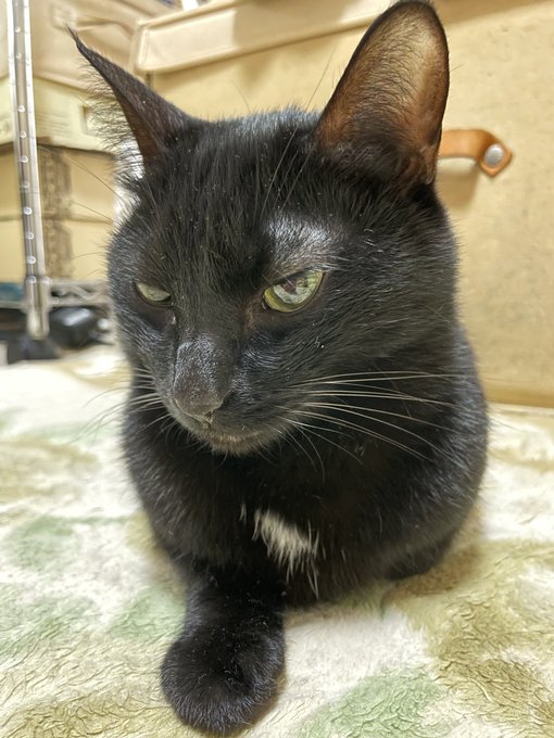 お控えなすってのtwitterイラスト検索結果