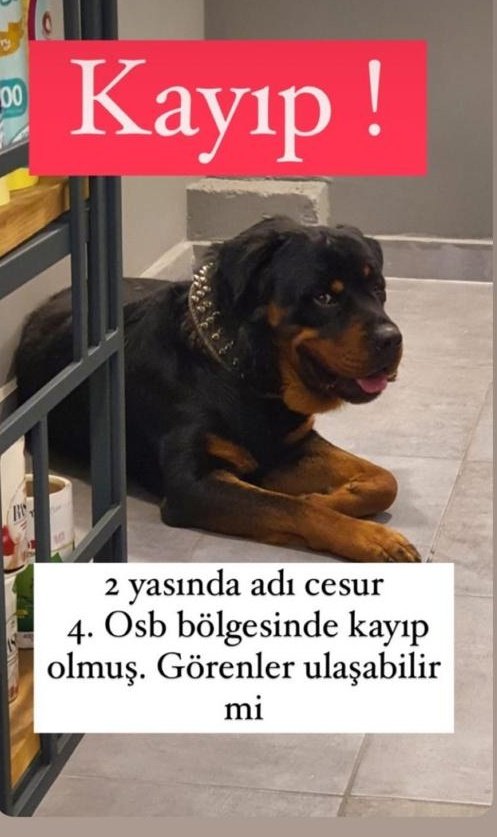 Köpeğimiz Cesur, 4.osb civarında kaybolmuştur.
Görenlerin irtibata geçmesi rica olunur.
<a href="/GundemiAntep27/">Antep Gündemi</a>