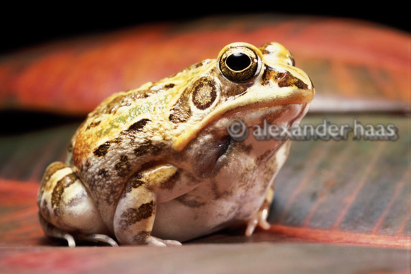 BadassFrogs's tweet photo. Badass Frog #345 - Hildebrandtia ornata (Ptychadenidae)
Common Name: Ornate frog

Image by ©2003 Alexander Haas https://t.co/ftpGxxr4aW
