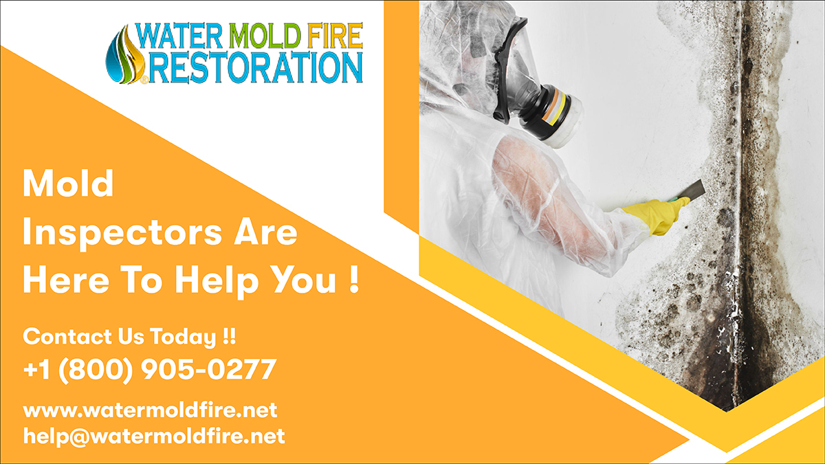 Are you concerned about the mold growth at your place ? Don’t worry we’re here to help you. Contact the team at Water Mold Fire today to know our services. 
Call:- 800-905-0277
Mail:- help@watermoldfire.net
Visit:- pos.li/2ia7vo
#unpleasantmold #nomoremold
