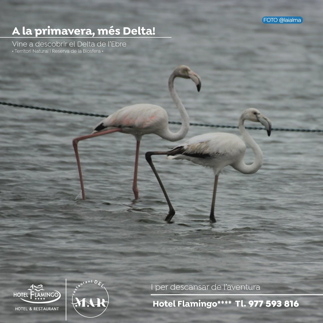 👀 A la primavera, més Delta! Conecta amb la natura i l'agricultura del territori i descansa després a casa nostra, que també és la teva 🌐 hotelflamingo.cat

#deltadelebre #reservadelabiosfera #hotelflamingoampolla #restaurantdelmarampolla