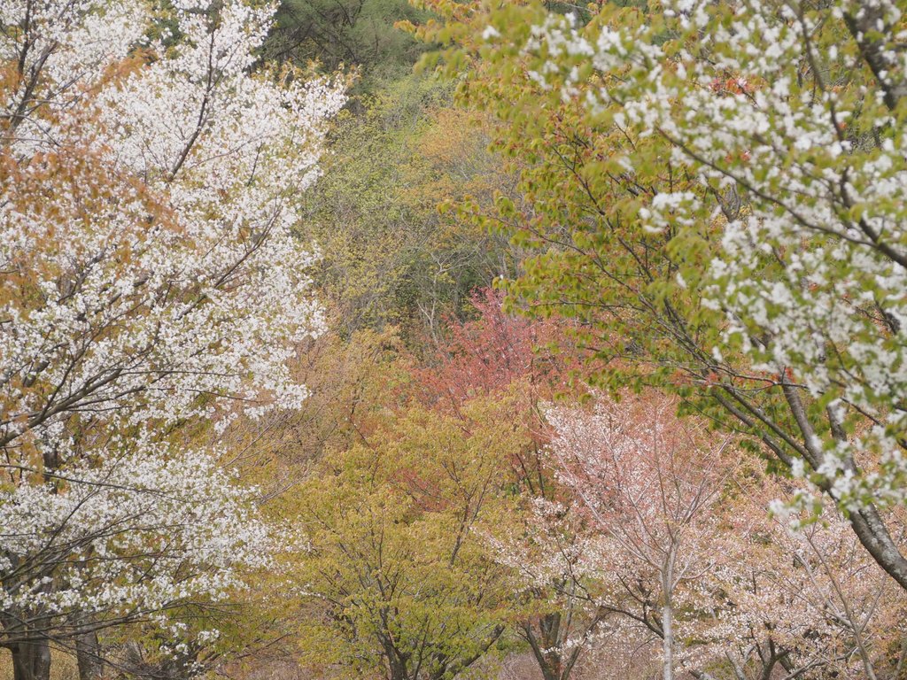 桜峠