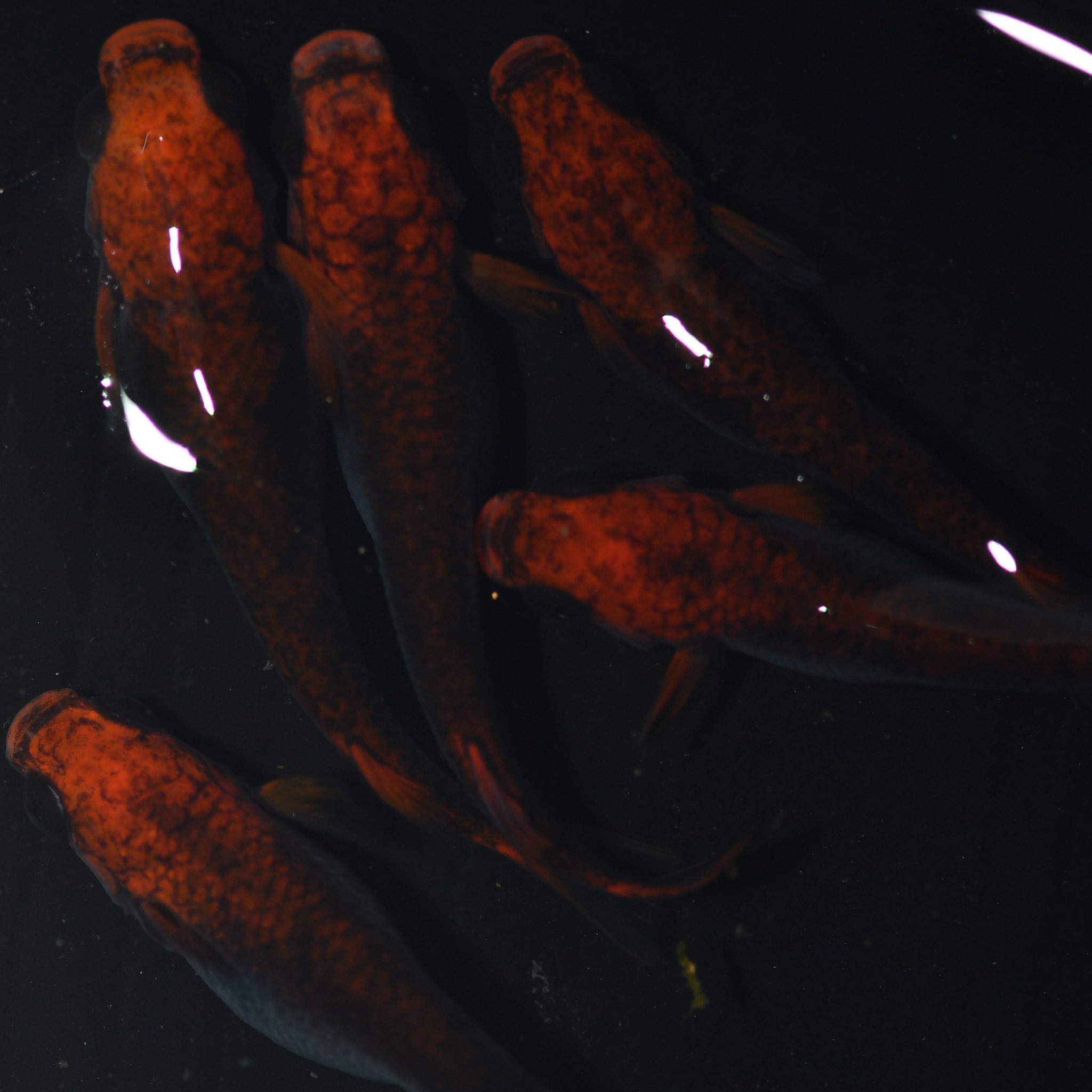メダカ屋ライトニング Mjwodifxp6eughp Twitter