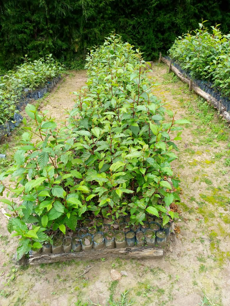 Gishwati Modern Agriculture &Environmental Mgt Ltd tweet media