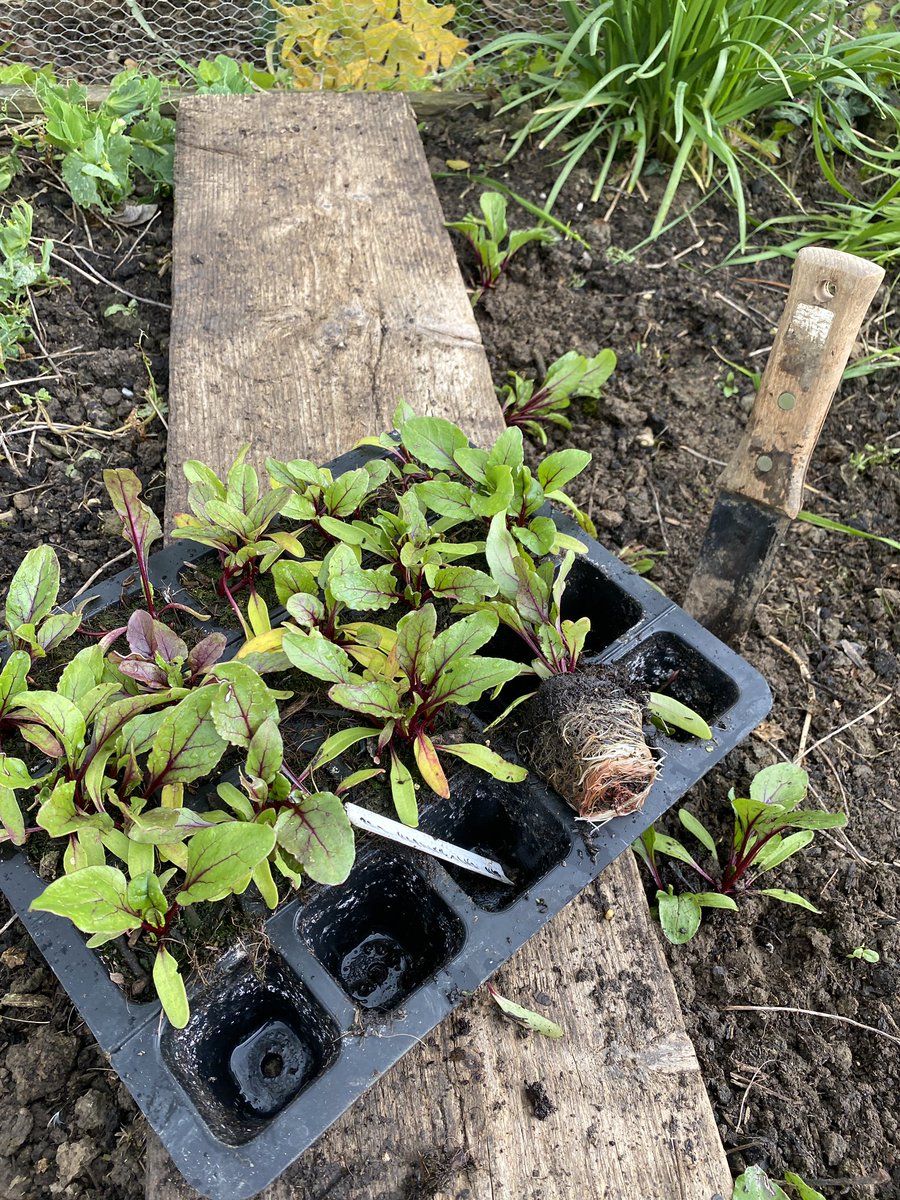 AlanEDown's tweet photo. Great multi seeded beetroot from @wildlifeworlduk rubber trays filled with #harmonygardensmultipurpose supplied by @The_Harpmeister !
Planted with my indispensable @NiwakiHQ #horihori. 
@GdnMediaGuild https://t.co/2X5OfKx1YX
