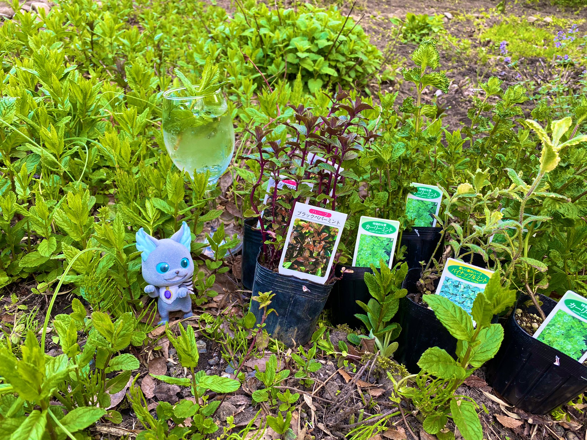 サトえもん 今日も朝から元気に土いじり 野菜と花の植え替えが完了したのでラストのハーブをする前に休憩タイム 手を洗おうと家の前の小川を見たらイモリちゃん発見 子供の頃に戻ってちょっとイモリちゃんを観察です すぐに元の場所に