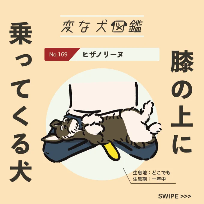 【#変な犬図鑑】
No.169 ヒザノリーヌ
飼い主の膝に乗ってくるあの犬です。 
