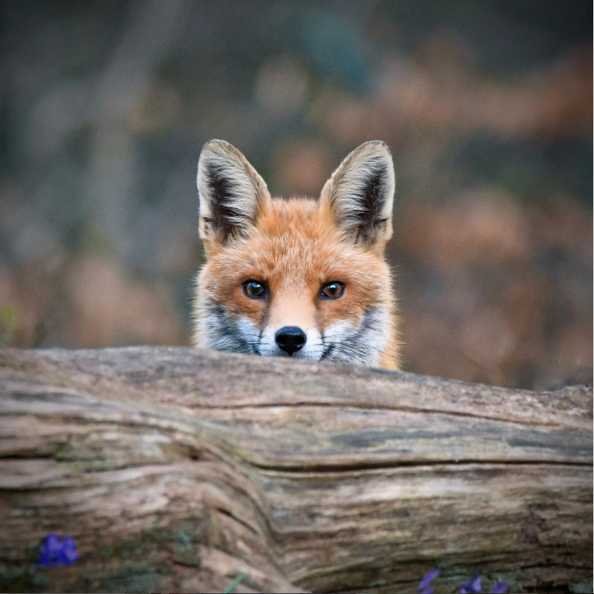ChrisGPackham's tweet photo. The fox love is radiating ! Thank you for sharing your photos , like this #FoxOfTheDay by @agregorywildlifephotography on Instagram . Keep them coming ! https://t.co/bi9JHTLl8B