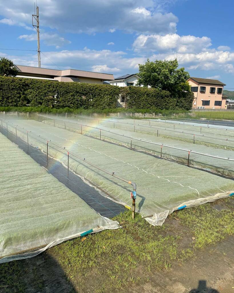 苗の冠水！
何とか自動化したい！
よいアイデアあったら教えて下さい😓

#農業 #稲作 #大豆 #小麦 #お米 #田んぼ #畑 #田舎 #農業機械 #トラクター #コンバイン #ドローン  #無人ヘリ #自動操舵 #クボタ #イセキ #ヤンマー #topcon  #trimble #agribusnavi #gadget #apple大好き