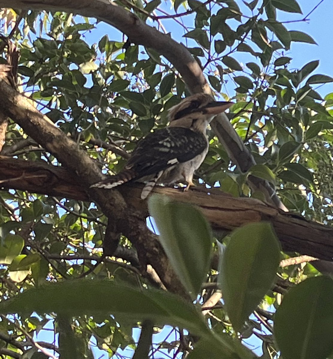 Update on young Kookaburra caught in someones glue  fly trap - we released today after Taronga Zoo removed glue- it was a very difficult process for them 

Please dont use poisons or glue traps but encourage birds instead - the birds  will eat insects &amp; mice 

#Australia