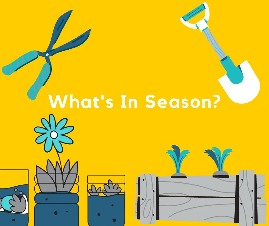 FitfishTweets's tweet photo. HERE'S WHAT IS IN SEASON LOCALLY THIS MONTH:
Rhubarb, Strawberries, Artichoke, Asparagus, Aubergine, Beetroot, Chicory, Chillies, Elderflowers, Lettuce, Marrow, New Potatoes, Peas, Peppers, Radishes, Rocket, Samphire, Sorrel, Spinach, Spring Greens, Spring Onions, Watercress https://t.co/9mGyaSMYx5