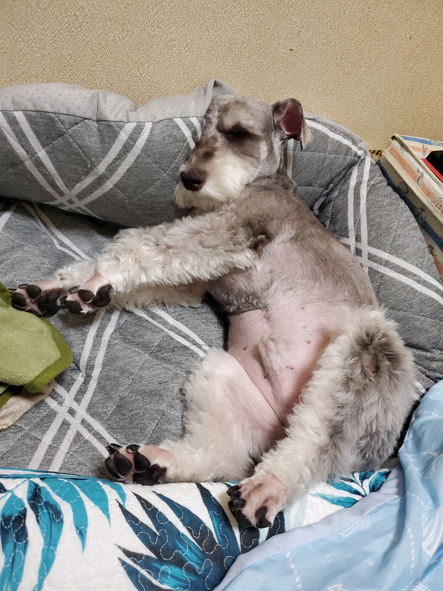 あん様♥️マルチーズ シュナウザー ウエスティ ウェルカムボード あん様♥️マルチーズ シュナウザー ウエスティ ウェルカムボード