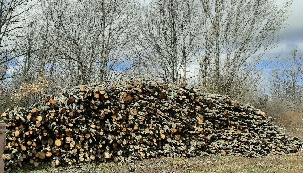 Los productos de #madera son una herramienta eficaz para luchar contra el cambio climático.
#soyforestal #ElasXeranSector
buff.ly/3iWL050