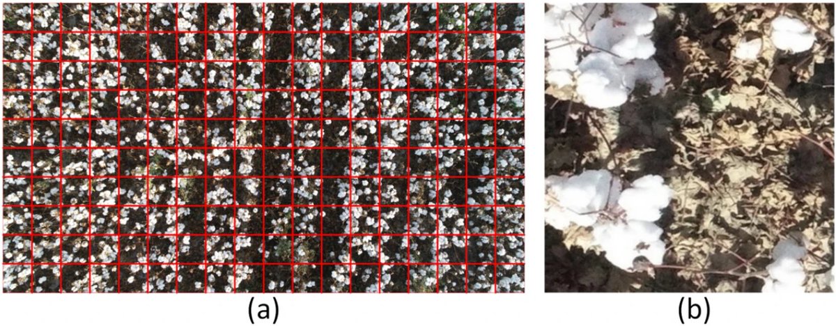 PlantMethods's tweet image. Yield estimation of high-density cotton fields using low-altitude UAV imaging and deep learning
Full text: tinyurl.com/ycxhhnwb
#CropScience #NeuralNetwork #YieldEstimation