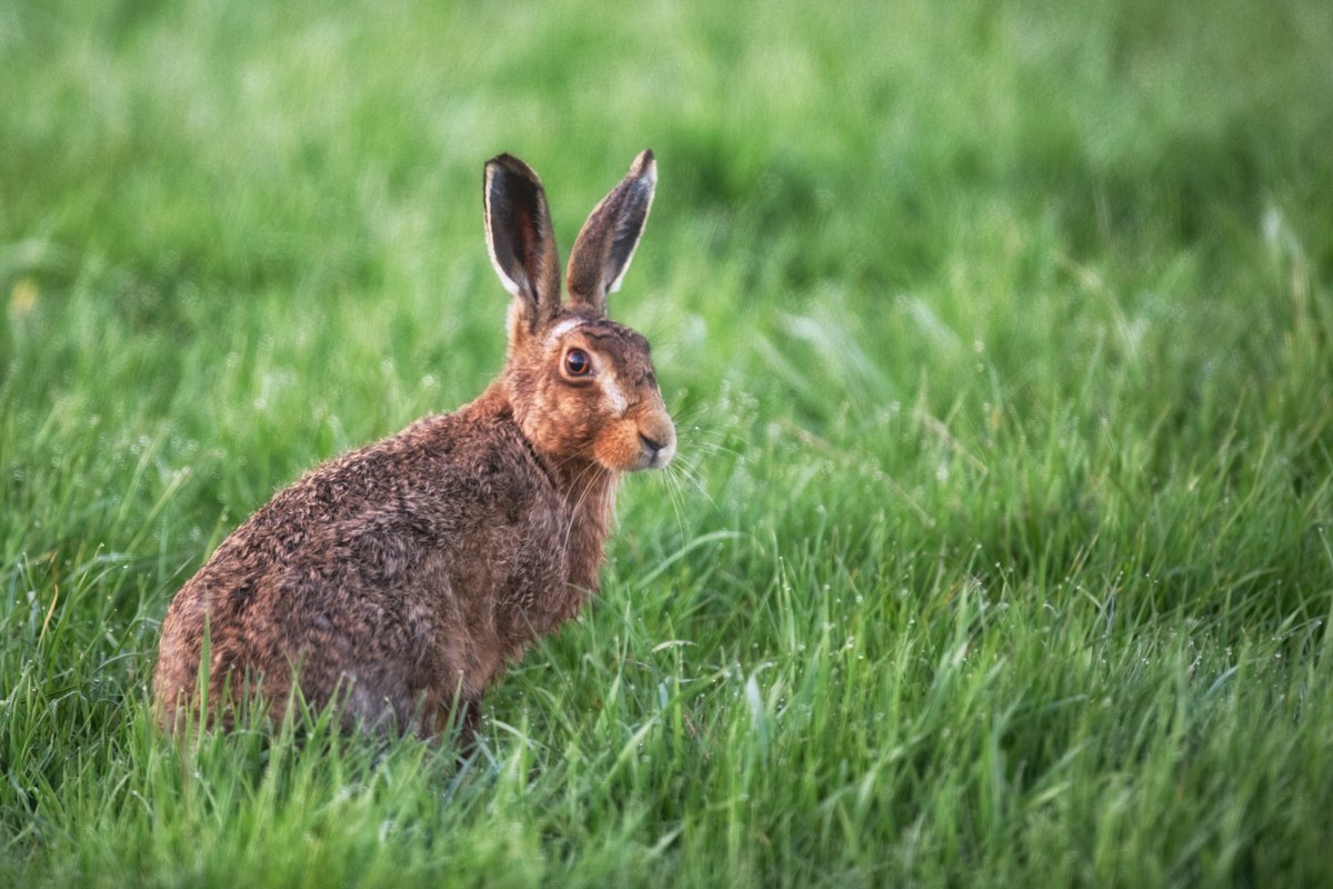 Harry with serious modelling pose ........  he was working hard with this as on Tuesday he was doing a shoot for littlewoods catalogue .......  In the Hare products section of course.....