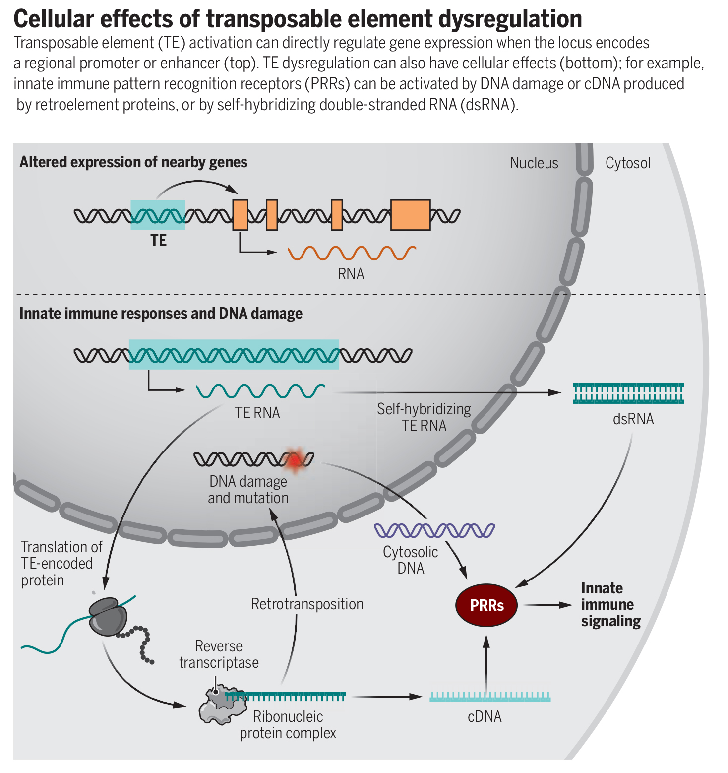 Transpositional Function Science Magazine on Twitter:
