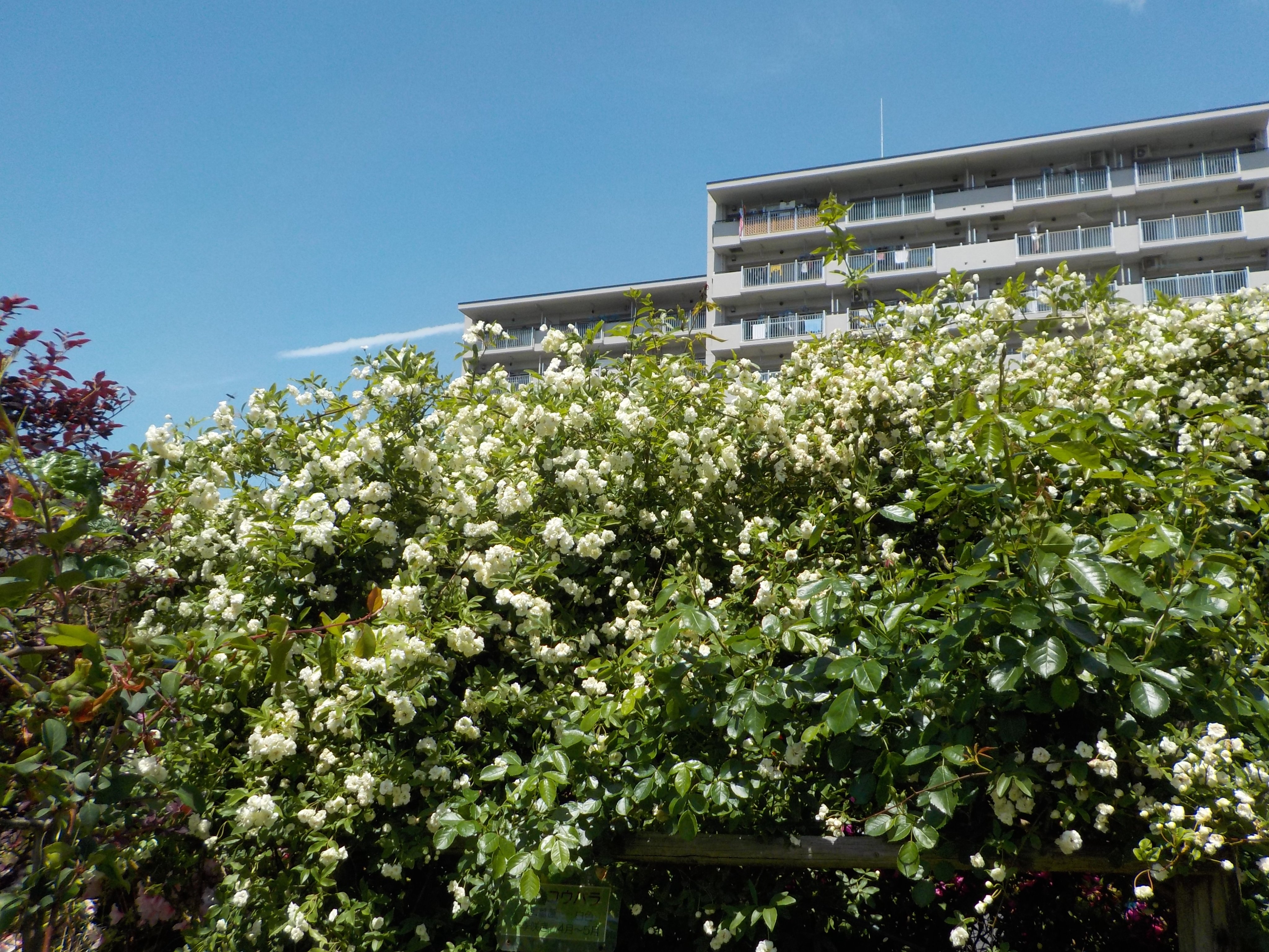 都立汐入公園 モッコウバラ 木香薔薇 センター付近に咲いています 花言葉 は 純潔 初恋 素朴な美 などがあるようです また あなたにふさわしい人 なんていう意味もあるそうですよ 花は 白 黄色 の２種類があります 汐入公園の