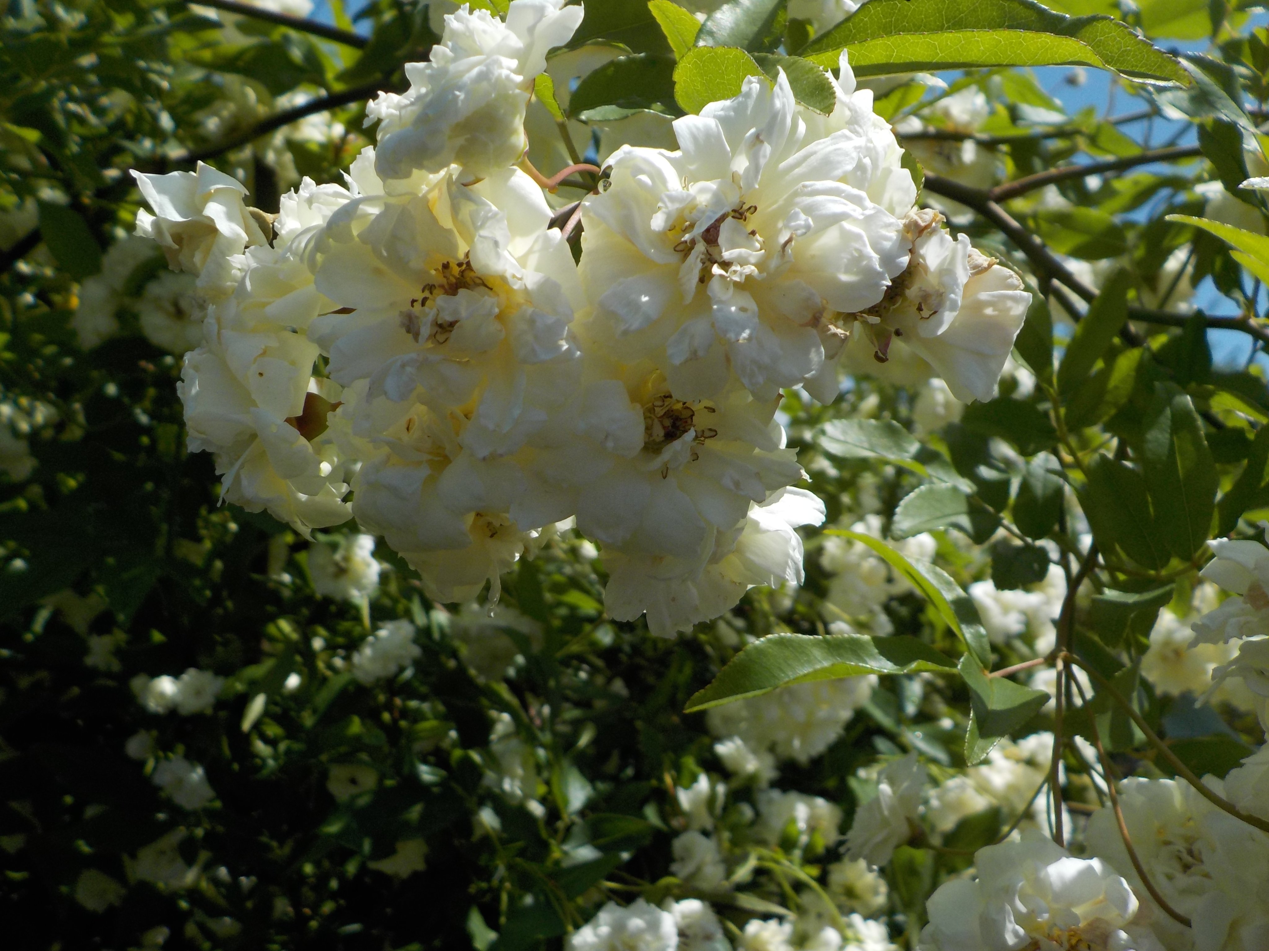 都立汐入公園 モッコウバラ 木香薔薇 センター付近に咲いています 花言葉 は 純潔 初恋 素朴な美 などがあるようです また あなたにふさわしい人 なんていう意味もあるそうですよ 花は 白 黄色 の２種類があります 汐入公園の