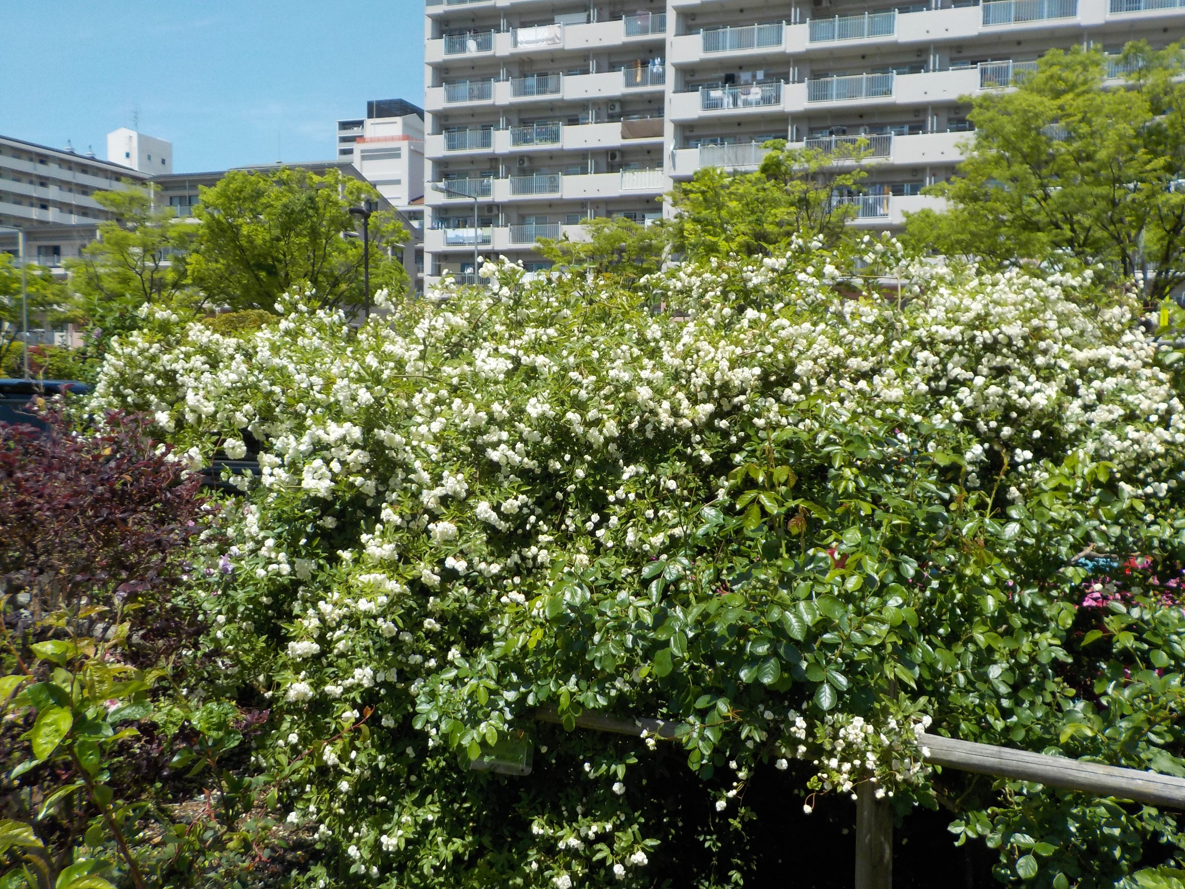 都立汐入公園 モッコウバラ 木香薔薇 センター付近に咲いています 花言葉 は 純潔 初恋 素朴な美 などがあるようです また あなたにふさわしい人 なんていう意味もあるそうですよ 花は 白 黄色 の２種類があります 汐入公園の