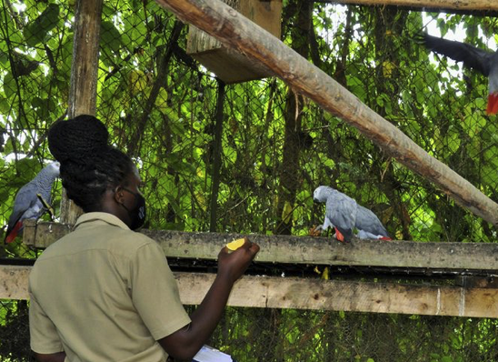 ro_martin's tweet photo. Very encouraging to see the trade in Africa's birds getting more attention in the media. It's vital that awareness is raised about the scale of what's going on and the devastating impact its having. #parrots #AfricanGreys @ParrotTrust @UWEC_EntebbeZoo 
https://t.co/792S4aWXQn https://t.co/u8wMew1GUB