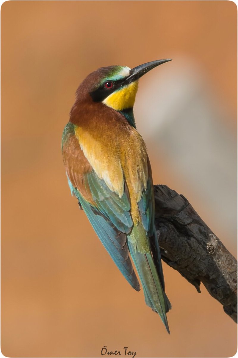 Mayıs ayının en renkli kuşu, arıkuşu hepinize iyi bayramlar diler.

#HangiTür #kuşgözlemi #birdwatching #birdphotography #wildlifephotography #nikonphotography #TwitterNatureCommunity #europeanbeeeater