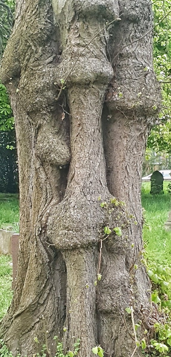 JulieCDurrant's tweet image. Fabulous #treeface, fabulous #suffolktree 👀 #Lowestoft @SuffolkTrees @WoodlandTrust @Britnatureguide @suffolksnaps