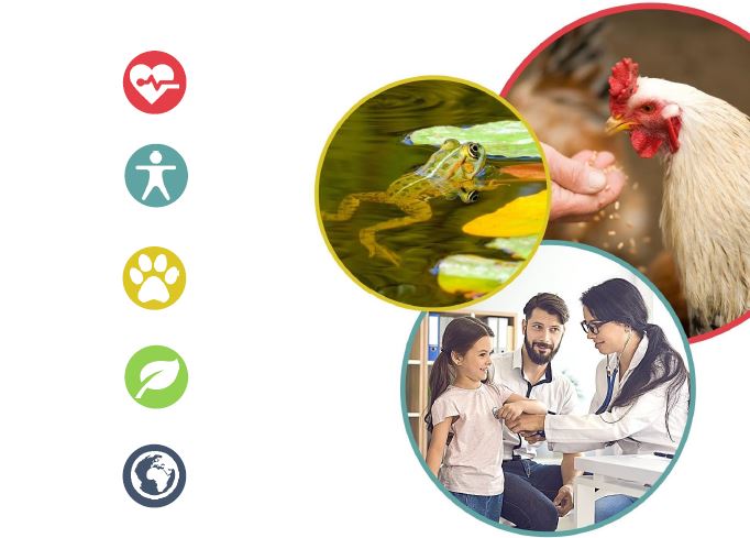 #Formation 🌐 Un nouveau master #OneHealth disponible dès la rentrée de septembre 2022 !

📆 Durée : 4 mois de formation et 4 mois de stage au minimum

🔗 Candidatures sur : ecandidat.univ-lyon1.fr
📌 En savoir plus sur ce master : chaire-vph.vetagro-sup.fr/formations/mas…