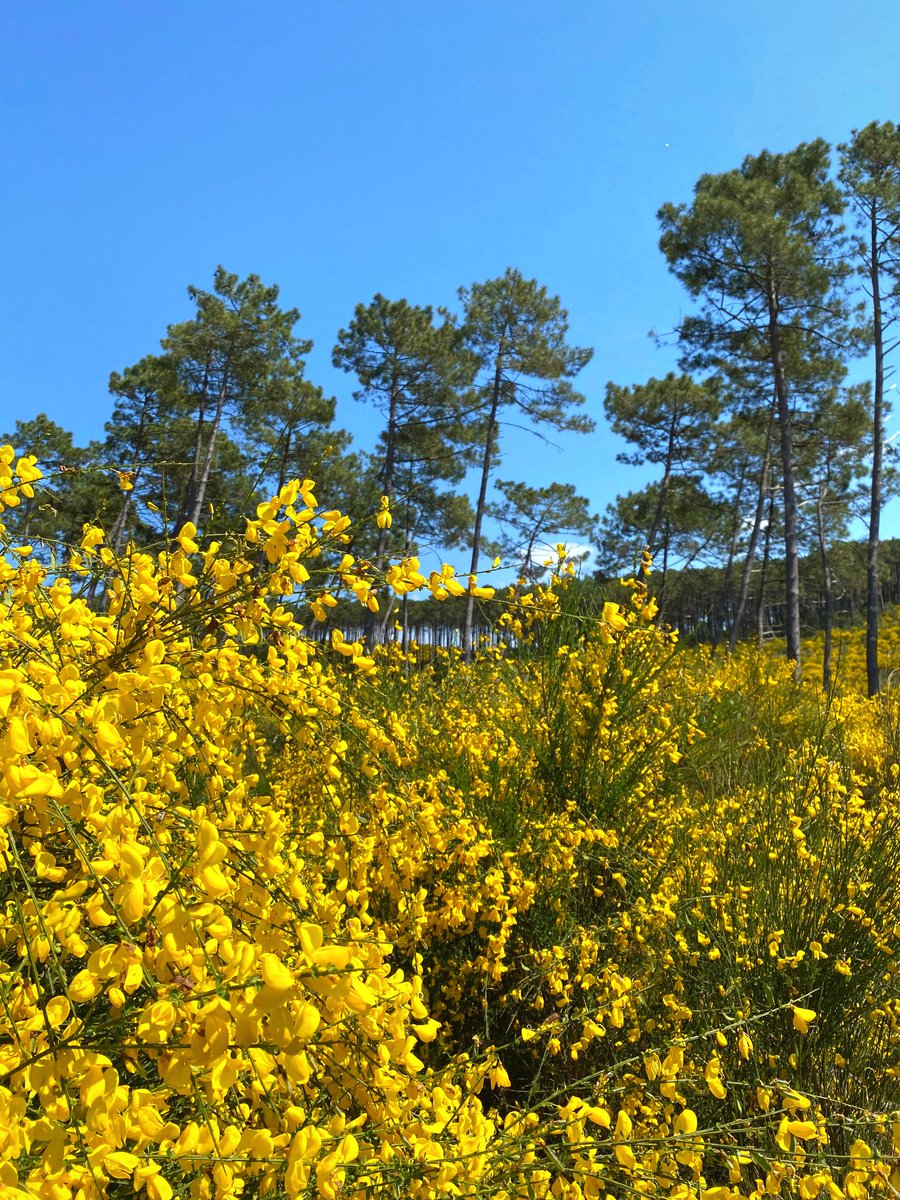 C'est la saison du genêt dans <a href="/Les_Landes/">Les Landes</a> ✨
Saviez-vous que cette fleur a un parfum exotique... d'ananas ? 🍍