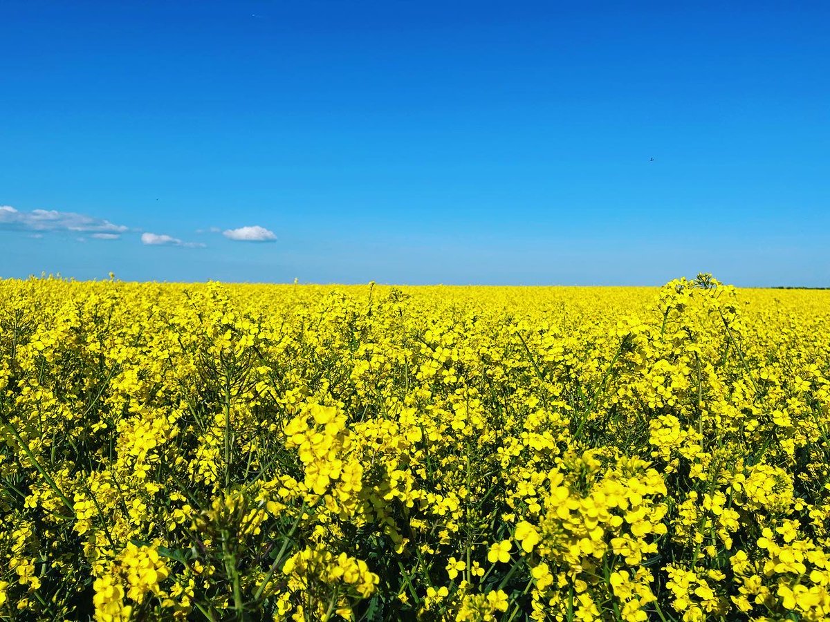 In North Yorkshire for a few days. Took this snap out walking. Героям слава! Or #glorytoukraine